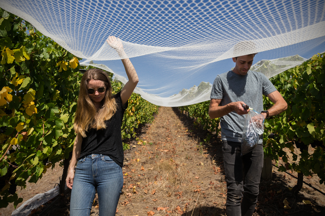 Aman and woman walking under a net in the vineyard